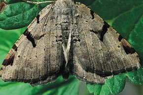 UK Moth Numbers Suffer Crash, 40-year Study Shows