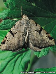 UK Moth Numbers Suffer Crash, 40-year Study Shows image #1