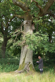 Woburn Abbey, Bedfordshire - Bat Surveys with Tree-Climbing image #1