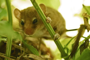 Dormouse Survey