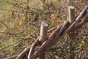 Wildlife Gardening 