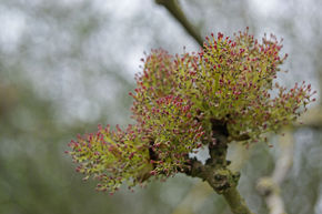 Ash Dieback