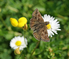 Keep track of butterflies in 2013 image #1