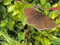 Entomology image #1