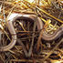 Reptile Survey image #2