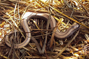 Slow Worm