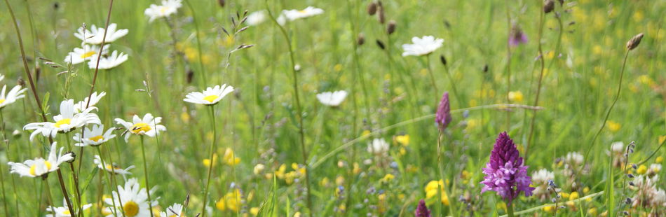 Botanical Surveys