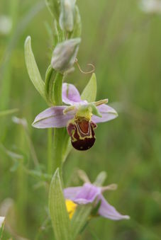 Orchid Surveys