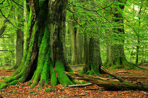 Habitat Surveys