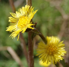 Botanical Surveying