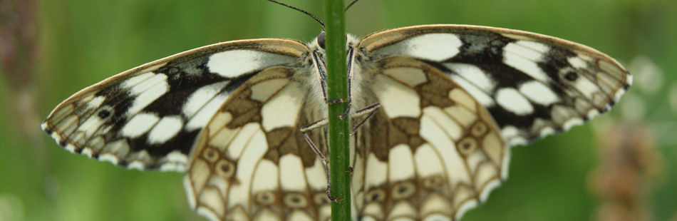 Butterfly Surveys