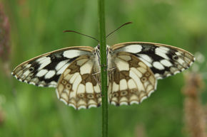 Butterfly Surveys