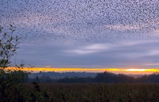 RSPB Reveals Starling Decline image #1