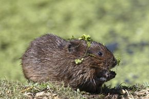 Water Vole Surveys