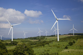 Windfarm Surveys