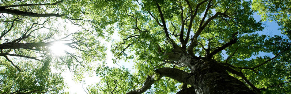 Bat Surveys of Trees