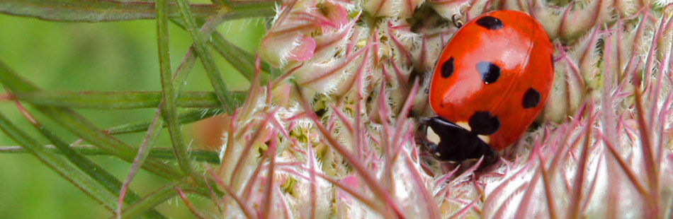 Invertebrate Surveys