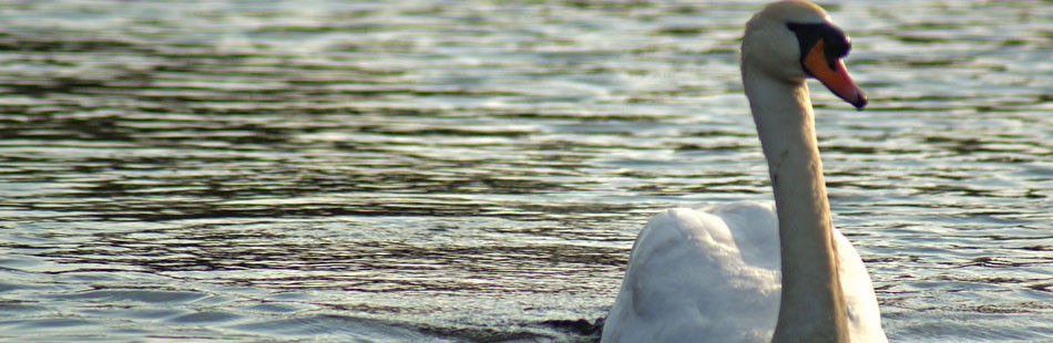 Bird Surveys