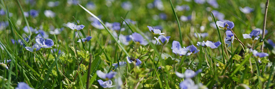 Botanical Surveys